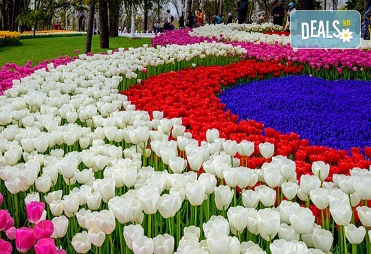 Фестивал на лалето в Истанбул с АБВ Травелс! 4 нощувки със закуски и транспорт, пешеходен тур, посещение на Емирган парк и престой в Одрин - Снимка 3