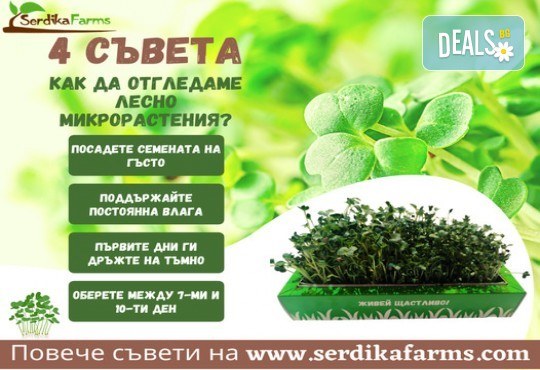Комплект Отгледай сам микрорастения 2 в 1 - броколи и репички, от Serdika Farms - Снимка 5