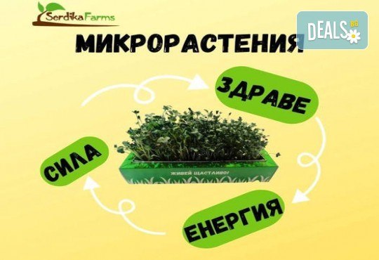 Комплект Отгледай сам микрорастения 2 в 1 - броколи и репички, от Serdika Farms - Снимка 3