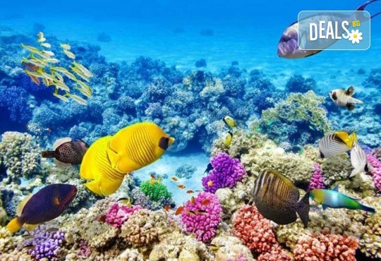 All inclusive почивка в Хургада, х-л Sunny Days El Palacio Resort SPA 4*! 7 нощувки, самолетни билети, трансфери, летищни такси, от Абакс - Снимка 16