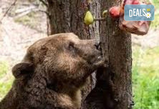 Подгответе се за невероятно приключение! Екскурзия с Родопската теснолинейка, разходка в Разлог, Белица и Парка за мечки, Увеселителният Рила Фън Парк, с 1 нощувка, закуска, вечеря и транспорт от Неврокоп Травел - Снимка 5