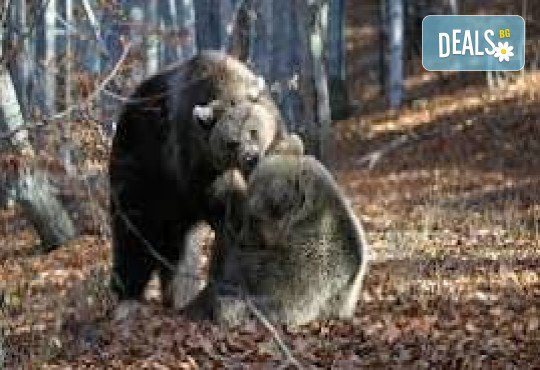 Подгответе се за невероятно приключение! Екскурзия с Родопската теснолинейка, разходка в Разлог, Белица и Парка за мечки, Увеселителният Рила Фън Парк, с 1 нощувка, закуска, вечеря и транспорт от Неврокоп Травел - Снимка 6