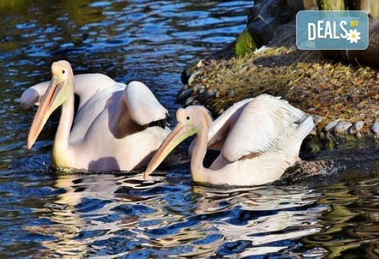 Еднодневна екскурзкия до Керкини, езерото на пеликани и фламинго с транспорт от Неврокоп Травел - Снимка 1