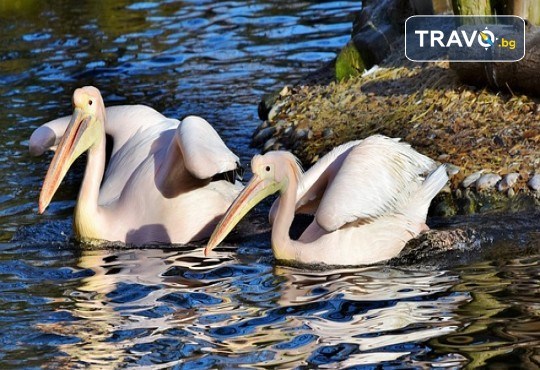 Еднодневна екскурзкия до Керкини, езерото на пеликани и фламинго с транспорт от Неврокоп Травел - Снимка 1
