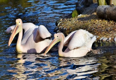 Еднодневна екскурзкия до Керкини, езерото на пеликани и фламинго с транспорт от Неврокоп Травел - Снимка