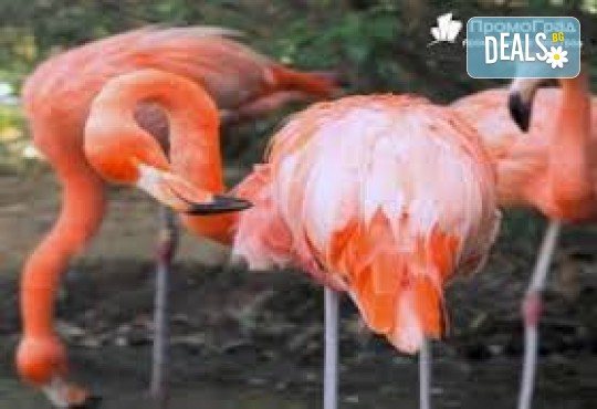 Еднодневна екскурзкия до Керкини, езерото на пеликани и фламинго с транспорт от Неврокоп Травел - Снимка 4