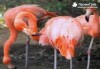 Еднодневна екскурзкия до Керкини, езерото на пеликани и фламинго с транспорт от Неврокоп Травел - thumb 4