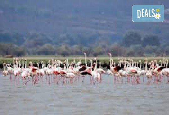 Еднодневна екскурзкия до Керкини, езерото на пеликани и фламинго с транспорт от Неврокоп Травел - Снимка 5