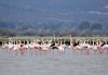 Еднодневна екскурзкия до Керкини, езерото на пеликани и фламинго с транспорт от Неврокоп Травел - thumb 5
