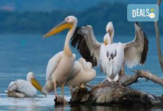 Еднодневна екскурзкия до Керкини, езерото на пеликани и фламинго с транспорт от Неврокоп Травел - Снимка 6
