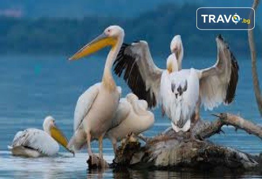 Еднодневна екскурзкия до Керкини, езерото на пеликани и фламинго с транспорт от Неврокоп Травел - Снимка 6