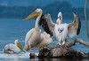 Еднодневна екскурзкия до Керкини, езерото на пеликани и фламинго с транспорт от Неврокоп Травел - thumb 6