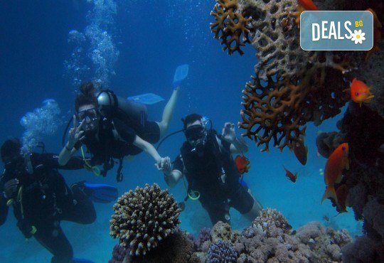 All Inclusive Нова година 2026 в Aurora Oriental Resort Standard 5*, Шарм ел Шейх – слънце, море и празнична магия! 7 нощ., самолетен билет с включени летищни такси от Абакс - Снимка 7