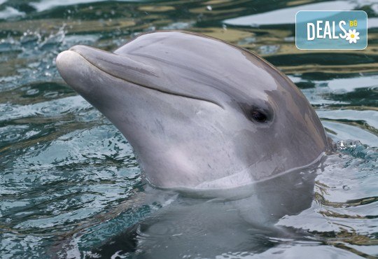 Великденски круиз Маями, Хондурас, Мексико и Бахами с най-новия MSC World America! 10 нощувки, самолетни билети, трансфери от Океан Травел - Снимка 21