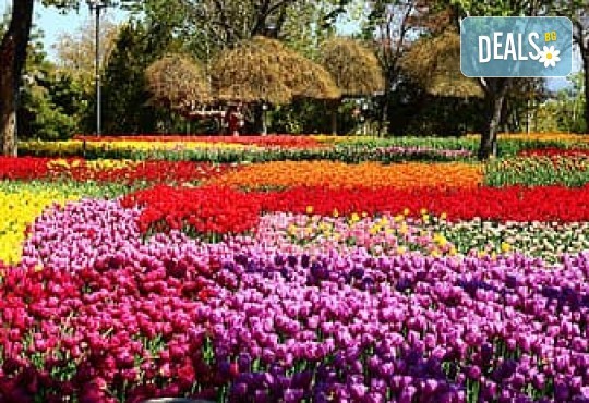 Фестивал на лалето в Истанбул - магия на цветове! 3 нощувки със закуски в хотел по избор, посещение на Одрин, дневен преход и транспорт от Дениз Травел - Снимка 1