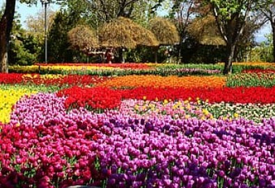 Фестивал на лалето в Истанбул - магия на цветове! 3 нощувки със закуски в хотел по избор, посещение на Одрин, дневен преход и транспорт от Дениз Травел - Снимка