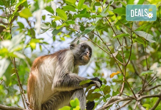 Почивка в Занзибар - бижуто на Африка, с чартър от София! 8 нощувки, закуски, вечери, летищни такси, трансфери и възможност за допълнителни екскурзии от Абакс - Снимка 6