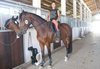 Усетете свободата! 30-минутно обучение с инструктор по конна езда от Конна база Ласкар, до с.Чепинци! - thumb 4