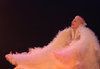 Гледайте Поли Генова във вълшебния мюзикъл ​Грозното пате в Независим театър, на 01.11. от 11.00ч.! - thumb 3