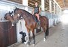 30 минути разходка и 30 минути обучение по конна езда от Езда София в конна база Хан Аспарух, Ласкар или Драгалевци! - thumb 3