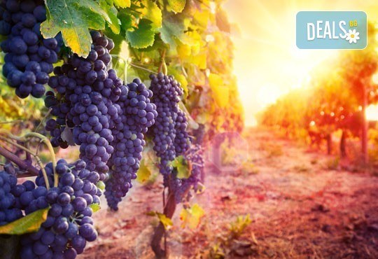 Екскурзия за един ден до Стария Пловдив за Дефилето на Младото вино от туристическа агенция По света и у нас - Снимка 1