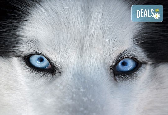 Преоткрийте света със Северното сияние! Екскурзия до Швеция във футуристичния Icehotel! 5 нощувки с 4 закуски, билети и такси! - Снимка 4