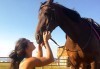 45-минутен урок по конна езда за начинаещи или за напреднали на манеж от Езда София в конна база Хан Аспарух! - thumb 2