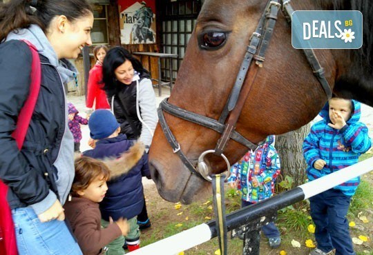 45-минутен урок по конна езда за начинаещи или за напреднали на манеж от Езда София в конна база Хан Аспарух! - Снимка 5