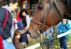 45-минутен урок по конна езда за начинаещи или за напреднали на манеж от Езда София в конна база Хан Аспарух! - thumb 5