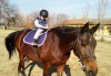 45-минутен урок по конна езда за начинаещи или за напреднали на манеж от Езда София в конна база Хан Аспарух! - thumb 6