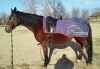 45-минутен урок по конна езда за начинаещи или за напреднали на манеж от Езда София в конна база Хан Аспарух! - thumb1 8