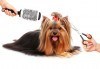 Спа пакети за Вашия домашен любимец! Къпане, оформяне или пълна пролетна промяна на кученца от дребни породи в Serdika Groom by P&T! - thumb 1