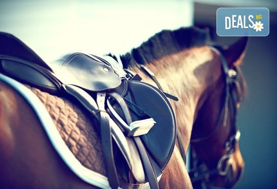 Обичате ли конете? 60-минутна конна езда с водач или 60-минутен урок по конна езда с инструктор от конна база София – Юг, кв. Драгалевци! - Снимка 3