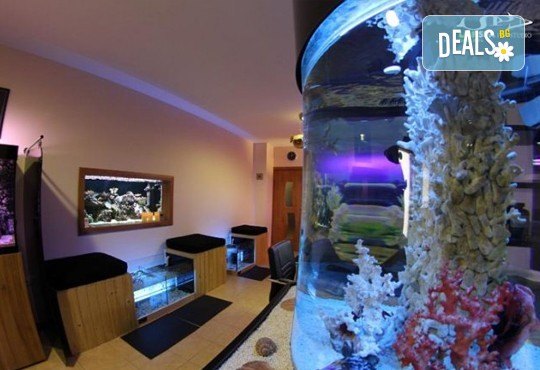 Поглезете се с 15 или 30-минутна СПА терапия за ходила с рибки Garra Rufa от LMF SPA FISH STUDIO! - Снимка 6