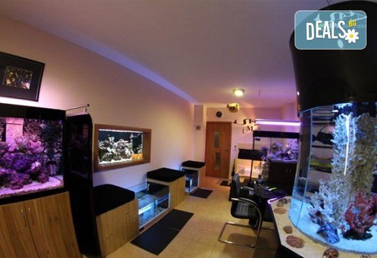 Поглезете се с 15 или 30-минутна СПА терапия за ходила с рибки Garra Rufa от LMF SPA FISH STUDIO! - Снимка 9