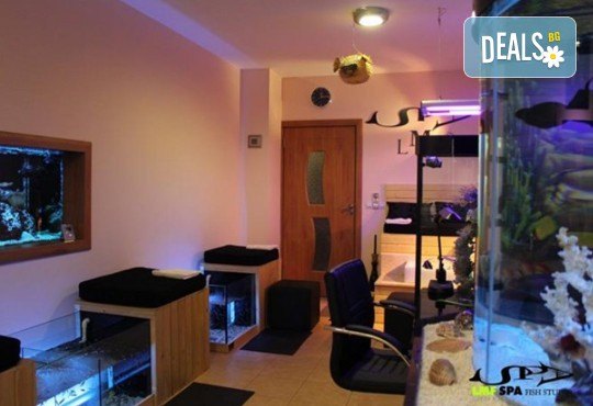 Поглезете се с 15 или 30-минутна СПА терапия за ходила с рибки Garra Rufa от LMF SPA FISH STUDIO! - Снимка 5