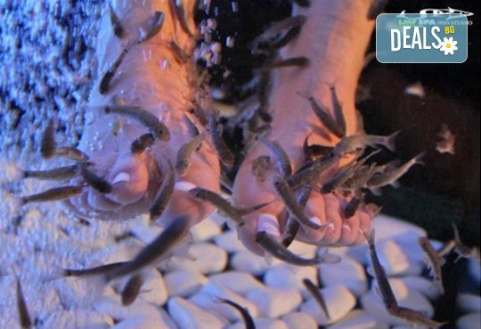 Поглезете се с 15 или 30-минутна СПА терапия за ходила с рибки Garra Rufa от LMF SPA FISH STUDIO! - Снимка 2