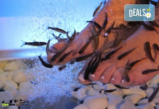 Поглезете се с 15 или 30-минутна СПА терапия за ходила с рибки Garra Rufa от LMF SPA FISH STUDIO! - Снимка 4