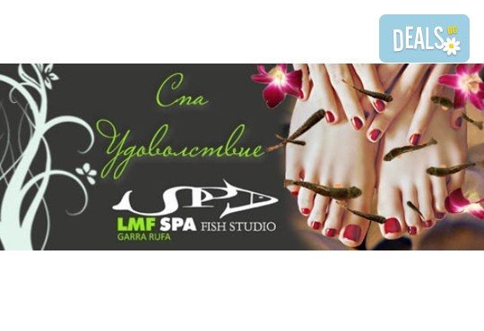 Поглезете се с 15 или 30-минутна СПА терапия за ходила с рибки Garra Rufa от LMF SPA FISH STUDIO! - Снимка 3