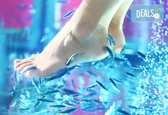 Поглезете се с 15 или 30-минутна СПА терапия за ходила с рибки Garra Rufa от LMF SPA FISH STUDIO! - Снимка 1