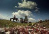 ДВА часа коннен преход - конна езда/ разходка с кон за начинаещи с инструктор в полите на Родопите от Конна база Стела - thumb 3