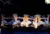 Лебедово езеро 3D на Матю Борн, на 14.02. от 19ч, във всички кина Арена в София! - thumb 5