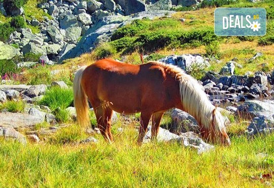 До Седемте рилски езера на дата по избор, с Дари Травел! 1 нощувка със закуска хотел Панорама 2* в Паничище, транспорт и планински водач - Снимка 3