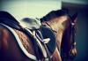 60 минути конна езда с водач и бонус стрелба с лък от конна база София – Юг, Драгалевци! - thumb 1