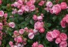 Заповядайте на ежегодния Празник на розата в Казанлък - еднодневна екскурзия с транспорт от Русе и екскурзовод - thumb 2