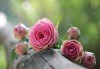 Заповядайте на ежегодния Празник на розата в Казанлък - еднодневна екскурзия с транспорт от Русе и екскурзовод - thumb 1