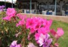 Почивка през юни в Айвалък, Турция с Дениз Травел! 7 нощувки на база All Inclusive в Olivera Resort 3*, възможност за транспорт! - thumb 11