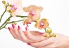 Почистване на лице и ръце на ензимно ниво, ароматерапия и масаж на цяло тяло с лечебно олио в масажно студио Дилянали - thumb 3