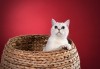 Къпане с испанска козметика Artero, подстригване и оформяне на нокти на котки от професионален груумър в Art Grooming Studio Bumbachka! - thumb 2