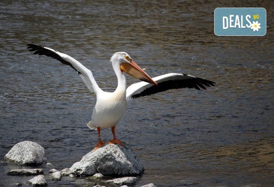 Еднодневна екскурзия на 24.06. до природния парк Керкини в Гърция - транспорт и екскурзовод от агенция Солео 8! - Снимка 3